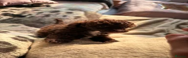 Miniature Poodle 1