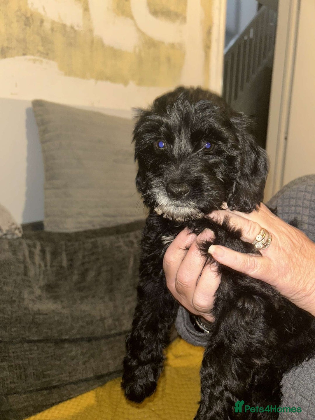 Cockapoo dogs for sale: Cockapoo puppy needs rehoming - Image 1
