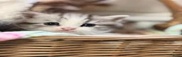 Persian cats for sale: Persian  - Advert 4