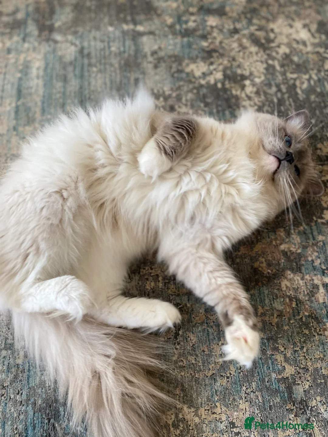 Ragdoll cats for stud: G.Champion✅GCCF/TICA Reg✅FIV/FELV/DNA✅Ragdoll stud in London - Advert 15