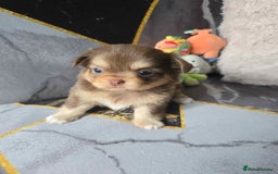 Chihuahua dogs for sale: 3 Adorable little princes chihuahua puppies - Image 19
