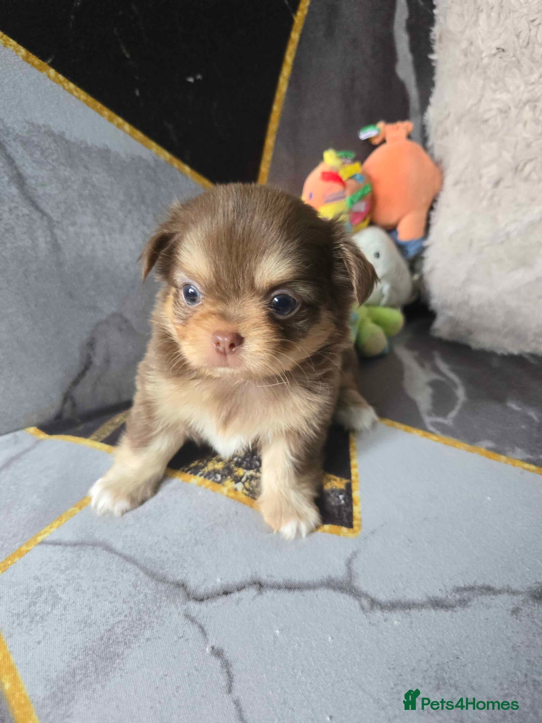 Chihuahua dogs for sale: 3 Adorable little princes chihuahua puppies - Image 19
