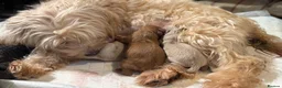 Maltipoo dogs for sale: GORGEOUS MALTIPOOS. BOYS ONLY - Advert 5