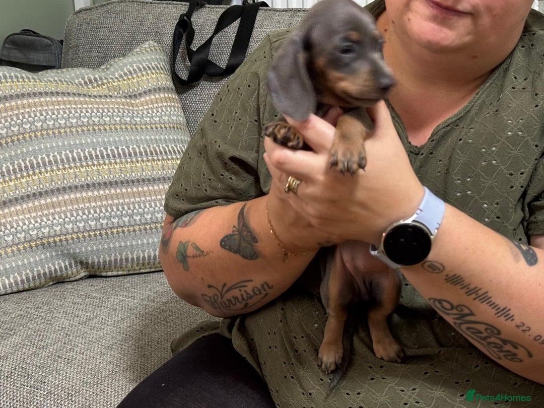 Dachshund dogs for sale: Dachshund puppies  in Driffield - Image 17