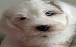 Sheepadoodle dogs for sale: unique sheepadoodles due - Image 31