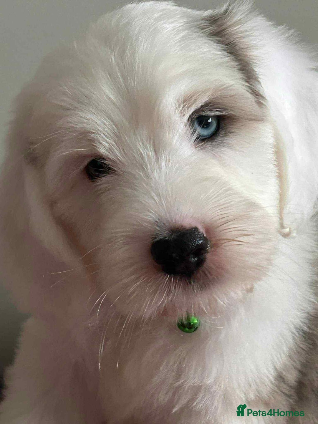 Sheepadoodle dogs for sale: unique sheepadoodles due - Image 31