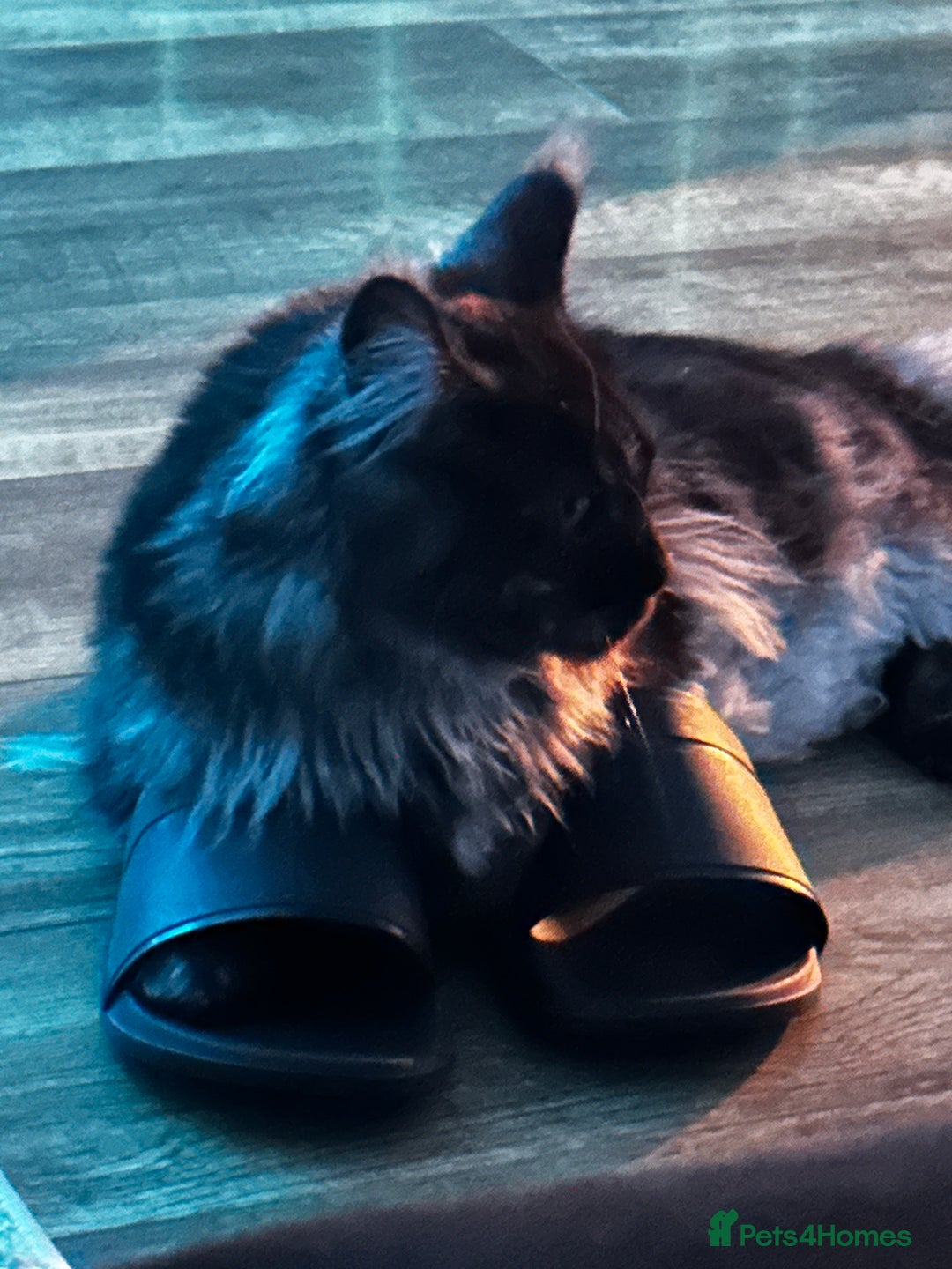 Maine Coon cats for sale: Looking for a new home - Advert 5