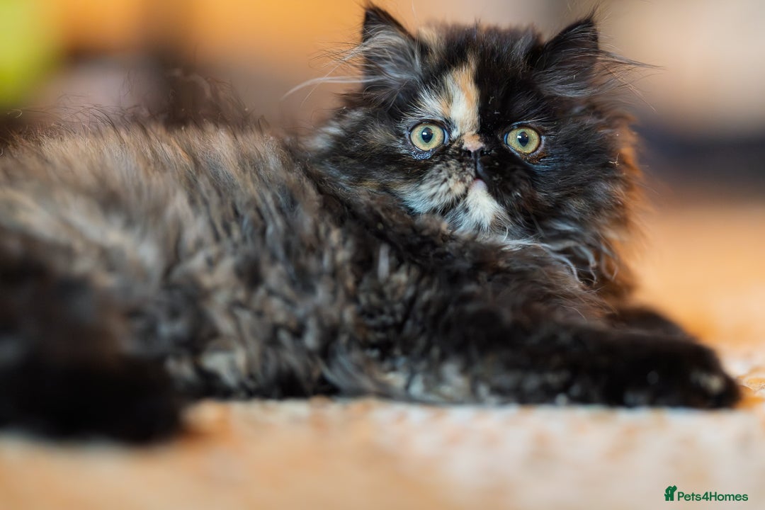 Exotic cats for sale: GCCF Registered - Advert 4