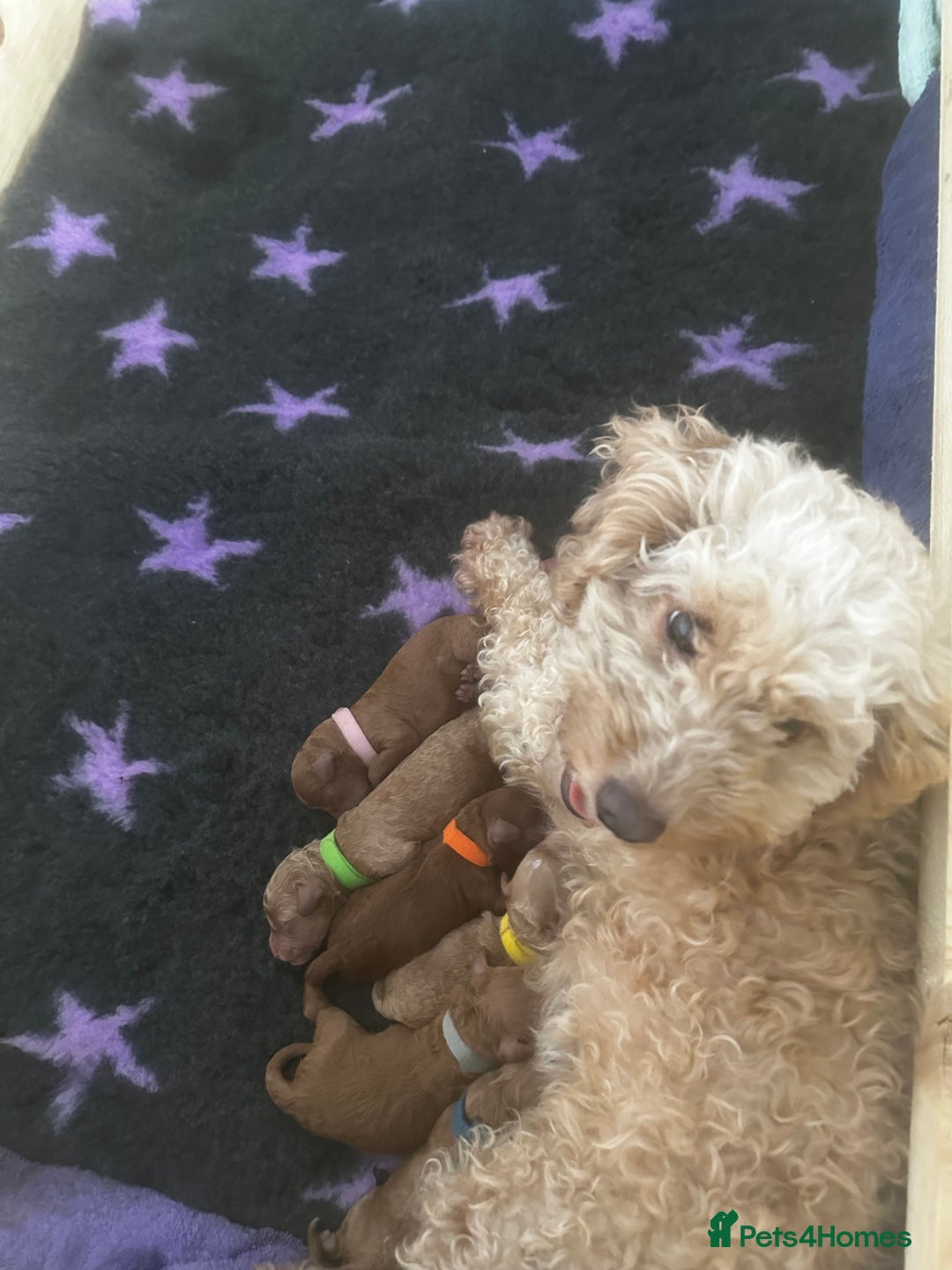 Cockapoo dogs for sale: FOX RED TOY COCKAPOO PUPPIES  - Advert 5