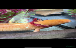 Axolotl reptiles for sale: Axolotls  - Image 3