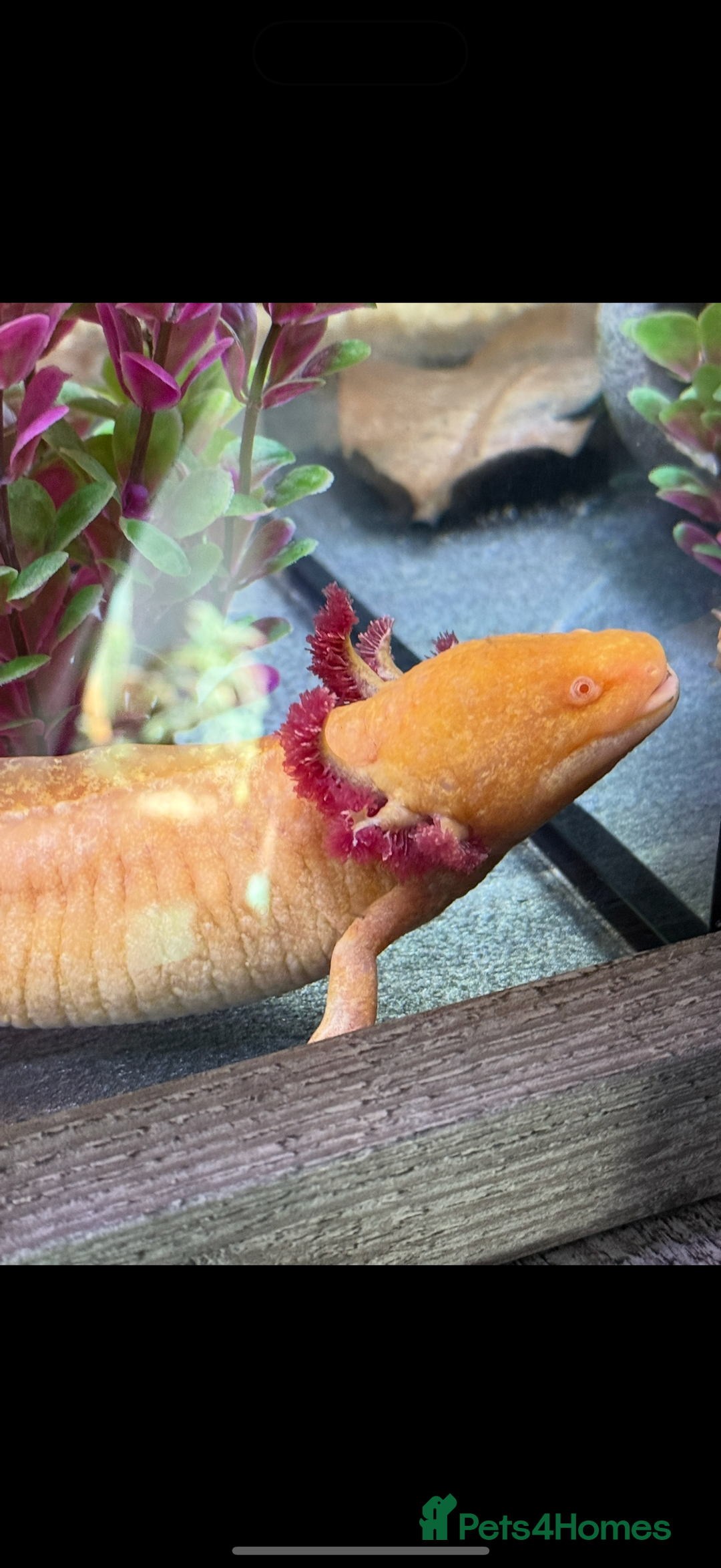 Axolotl reptiles for sale: Axolotls  - Image 3