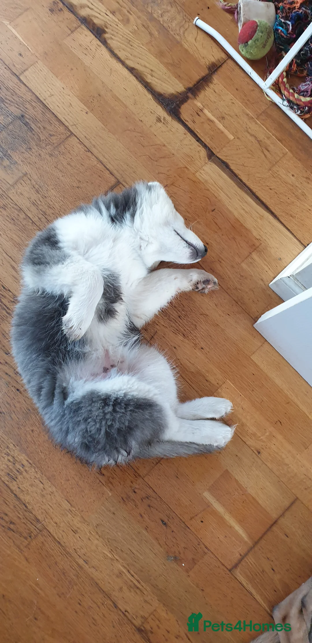Siberian Husky dogs for stud: Siberian Husky - produces large litters in Cheltenham - Advert 18