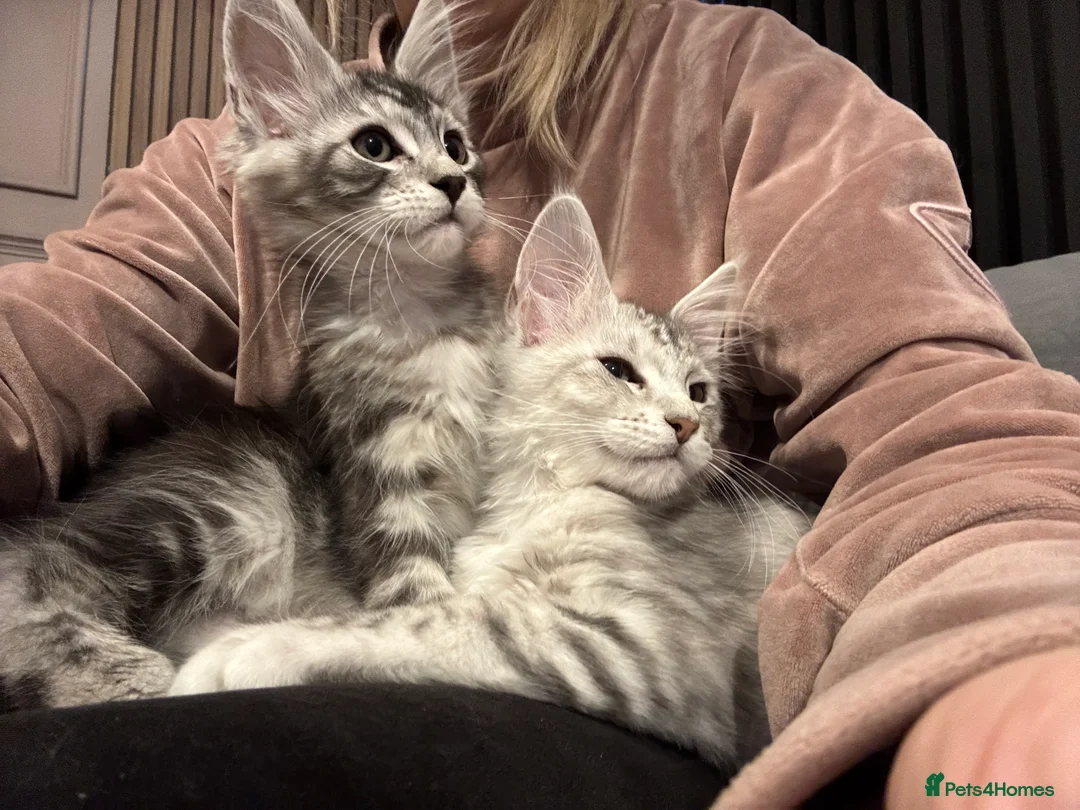 Maine Coon cats for sale: Maine coon polydactyls kittens DNA clear TICA reg - Advert 13