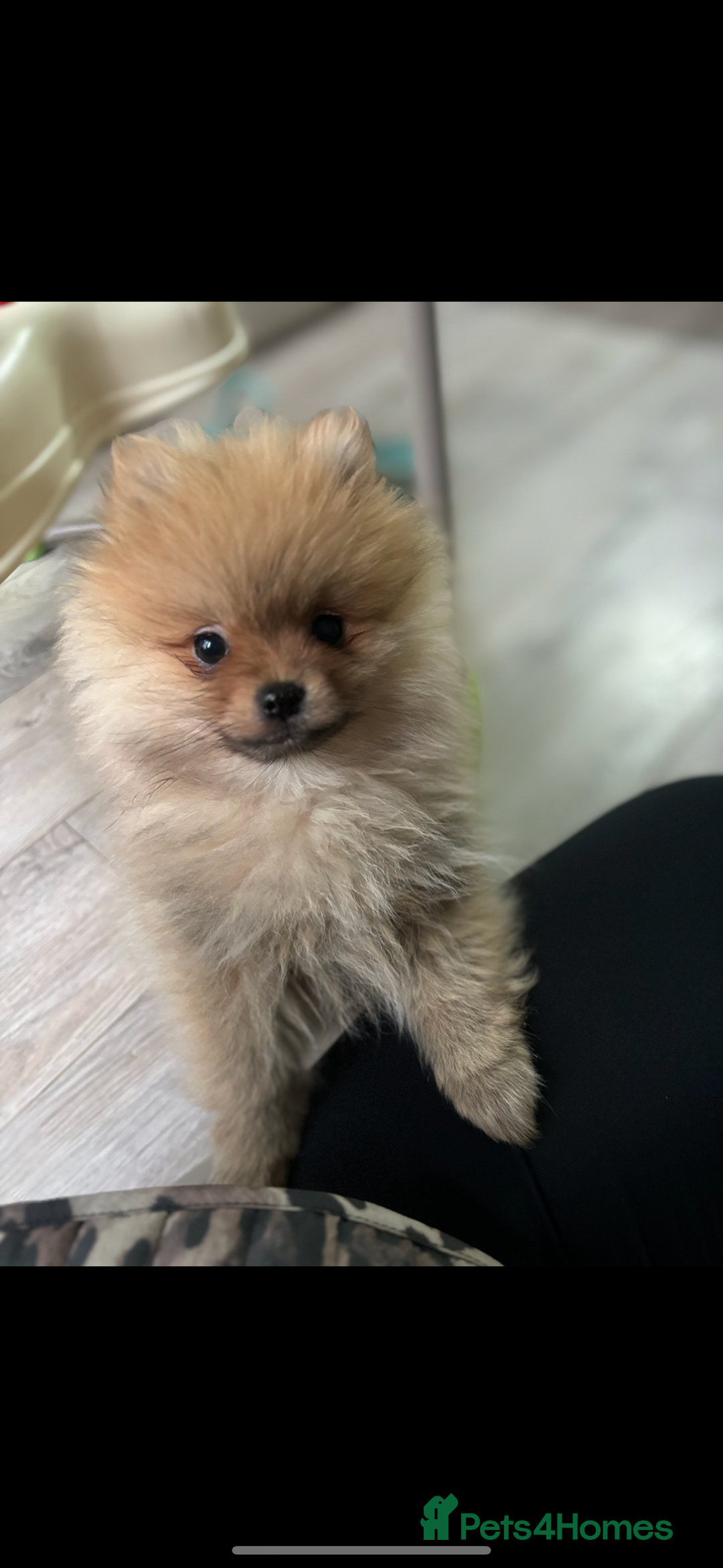 Pomeranian dogs for sale: Cream/tan male teddy pomeranian - Advert 3