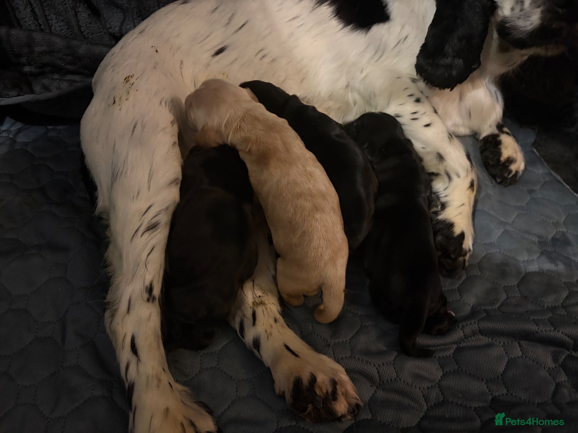 Cocker Spaniel dogs Last SHOW quality girl  - Advert 11