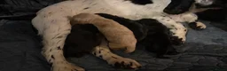 Cocker Spaniel dogs for sale: Last SHOW quality girl  - Advert 9