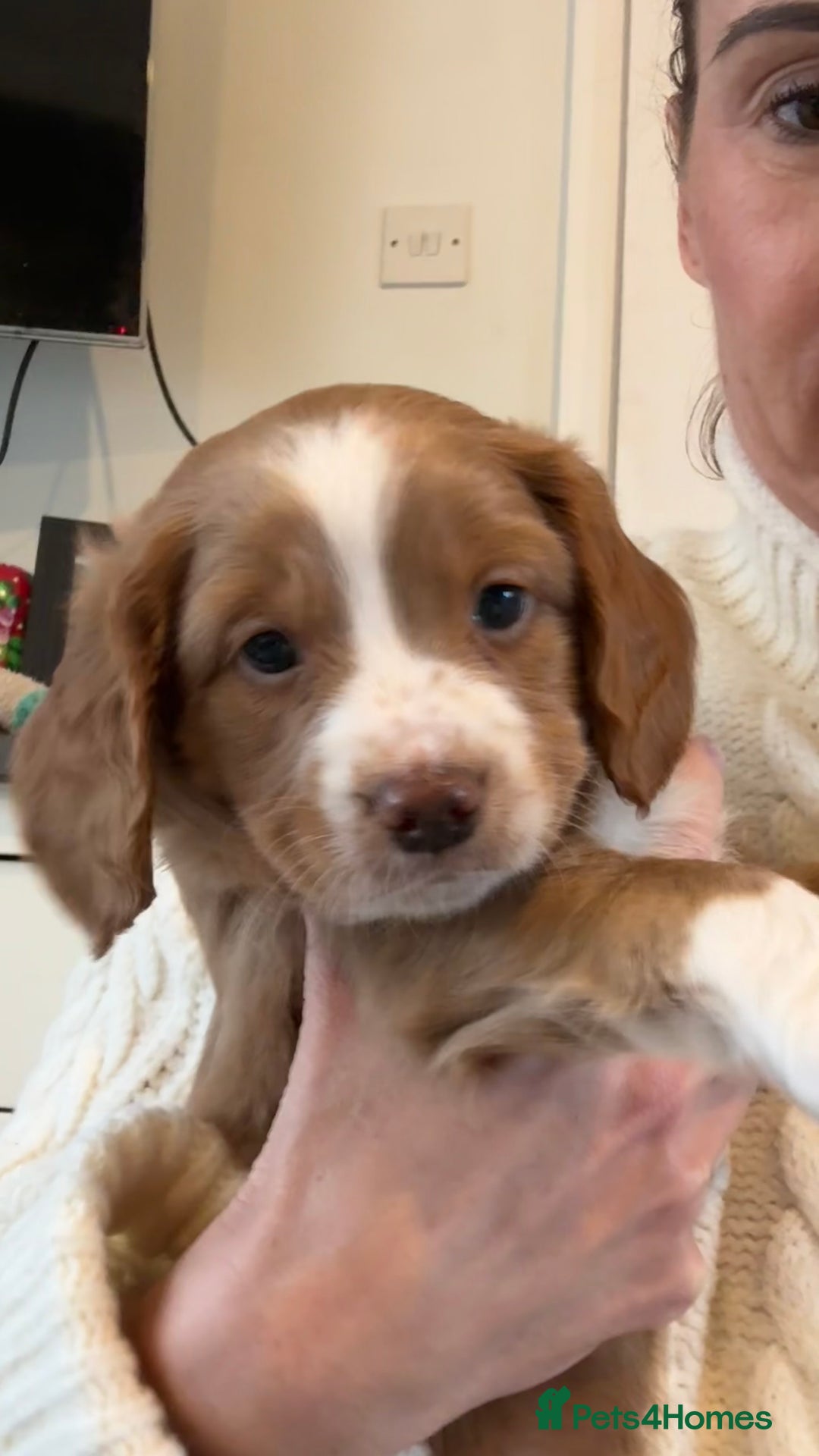 Cockapoo dogs for sale: Cockapoo x pups - Image 4
