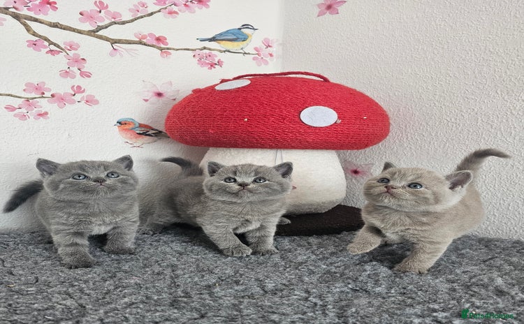 British Shorthair cats - Advert 4