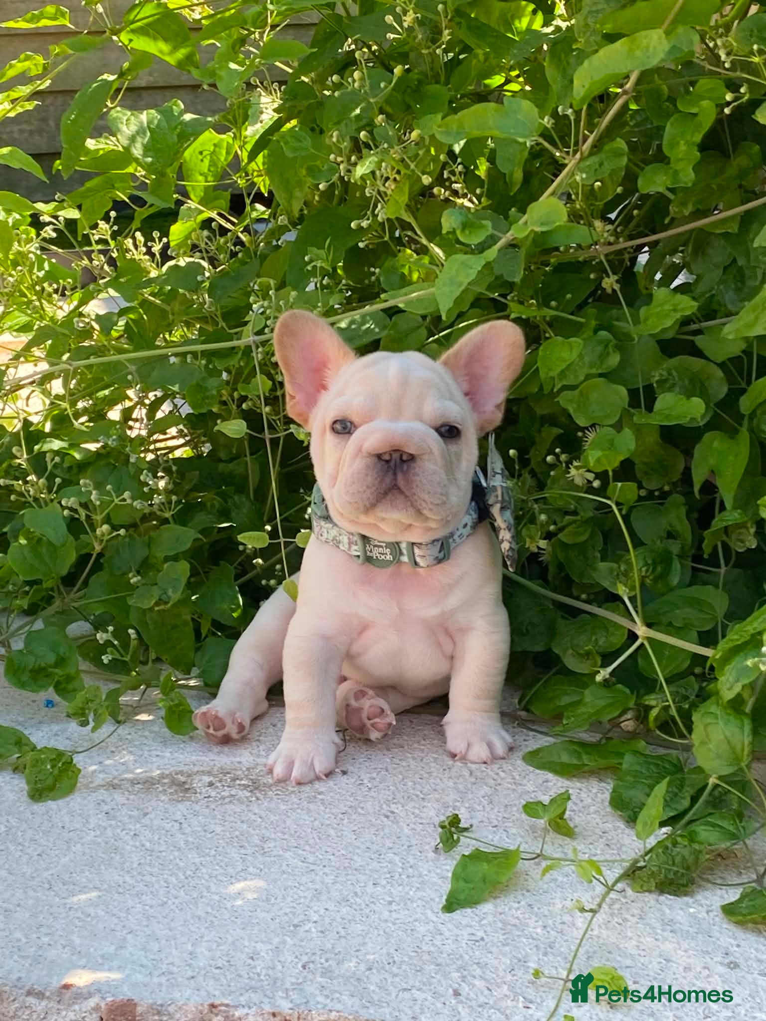 French Bulldog dogs Stunning cream French bulldog - Advert 16