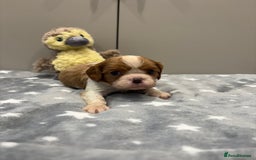 Cavalier King Charles Spaniel dogs for sale: Ready to go 🐶 Cavalier King Charles Spaniels - Image 8