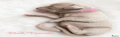 Weimaraner 6 pink female
