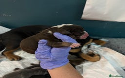 Olde English Bulldogge dogs for sale: Olde English Bulldogge Litter. - Image 9