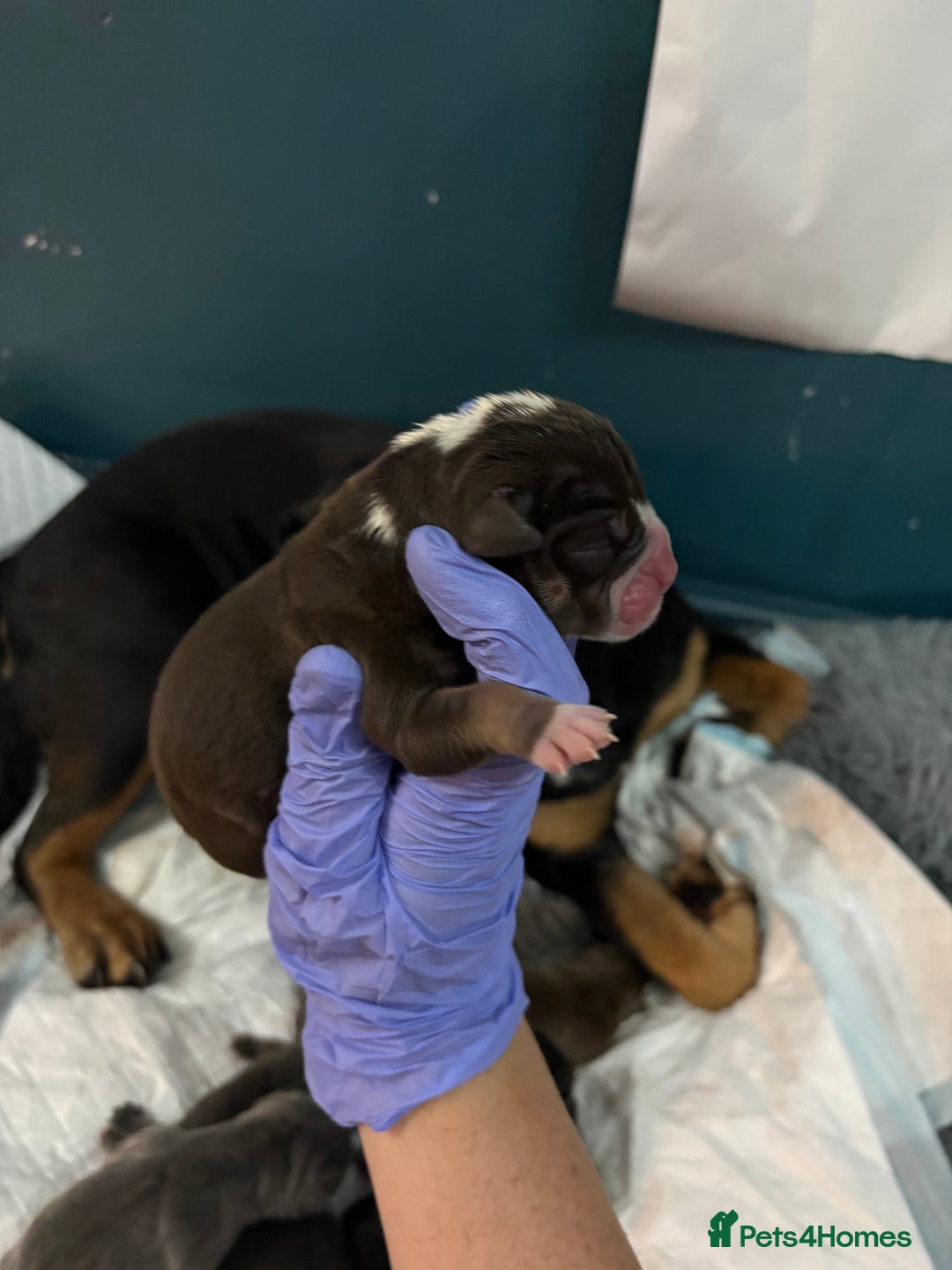 Olde English Bulldogge dogs for sale: Olde English Bulldogge Litter. - Image 9