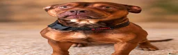 Mixed Breed dogs for sale: Beautiful Rhodesian Ridgeback and Mastiff  - Advert 2