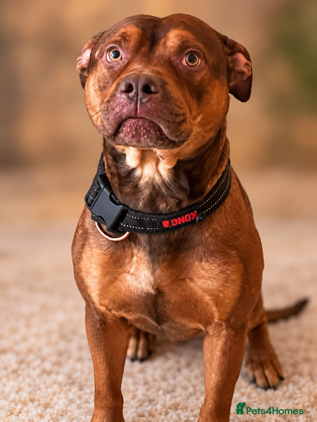 Mixed Breed dogs for sale: Beautiful Rhodesian Ridgeback and Mastiff  - Advert 2