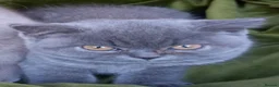 British Shorthair cats for sale: Quality registered GCCF kittens  - Advert 9