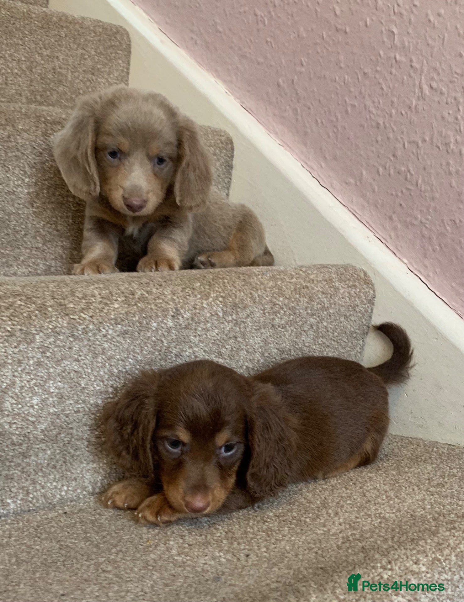 Miniature Dachshund dogs Just 2 long coat miniature dachshund puppies left - Advert 1