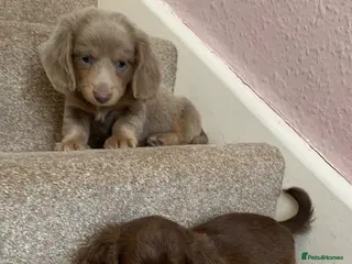 Miniature Dachshund dogs Just 2 long coat miniature dachshund puppies left - Advert 1