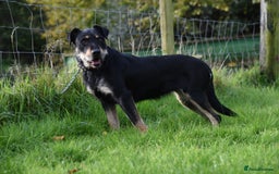 Huntaway dogs for sale: Lovely Grizzly Type Huntaway Bitch  - Image 2