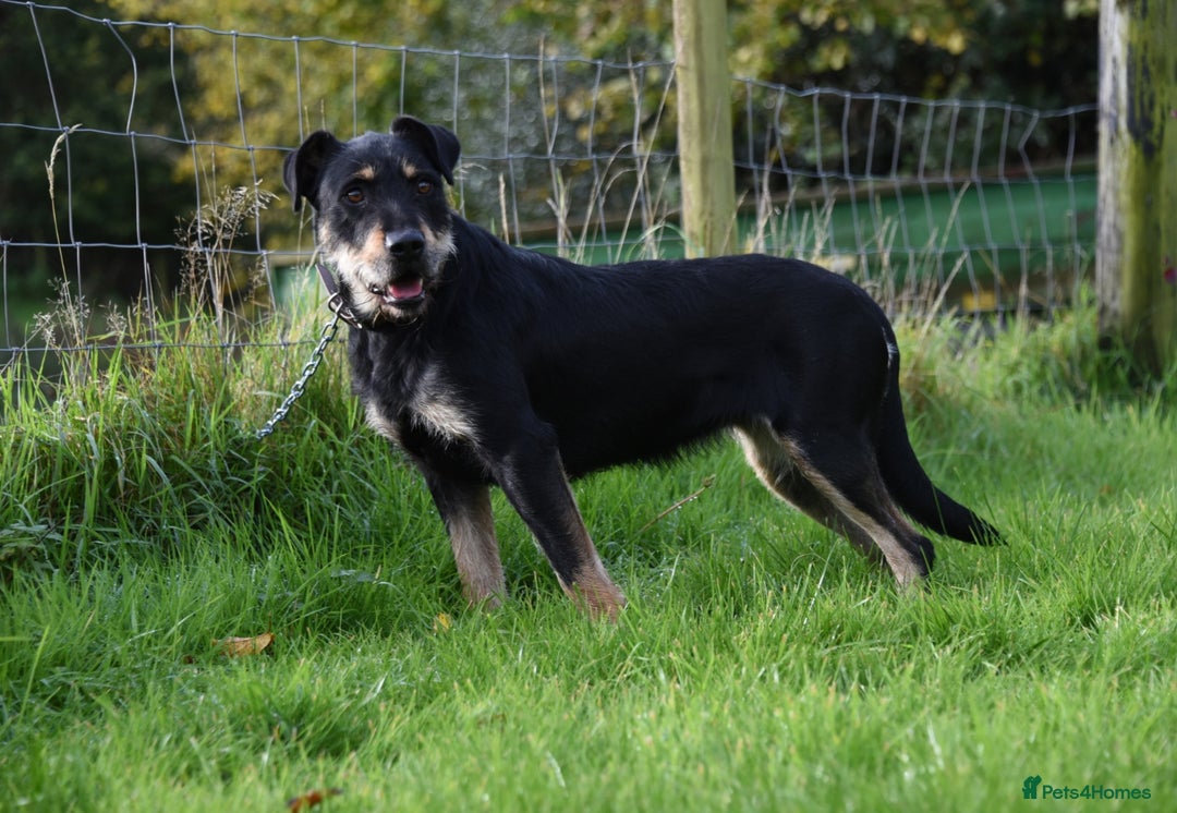 Huntaway dogs for sale: Lovely Grizzly Type Huntaway Bitch  - Image 2