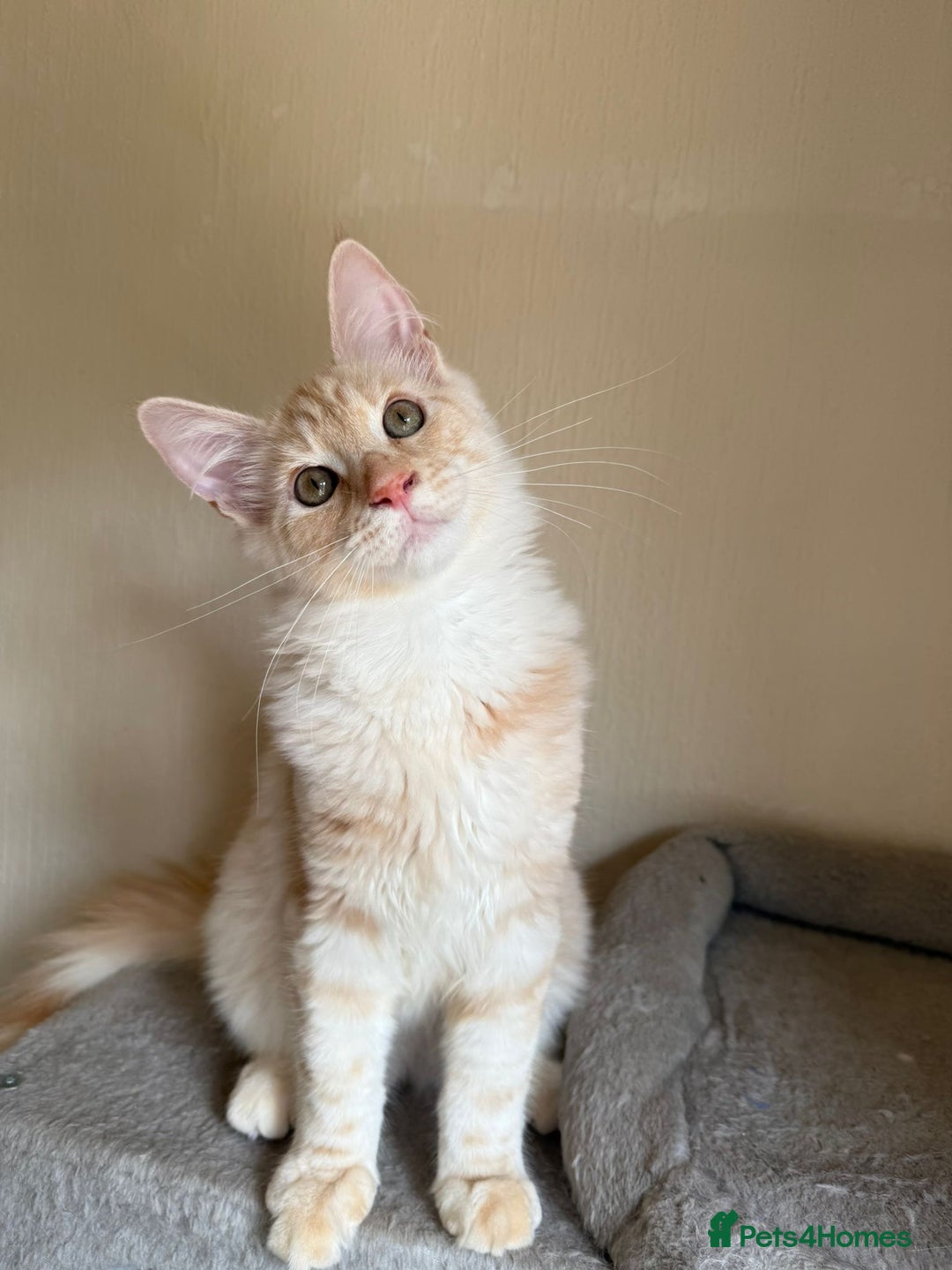 Maine Coon cats for sale: Stunning Maine coon kittens - Image 17