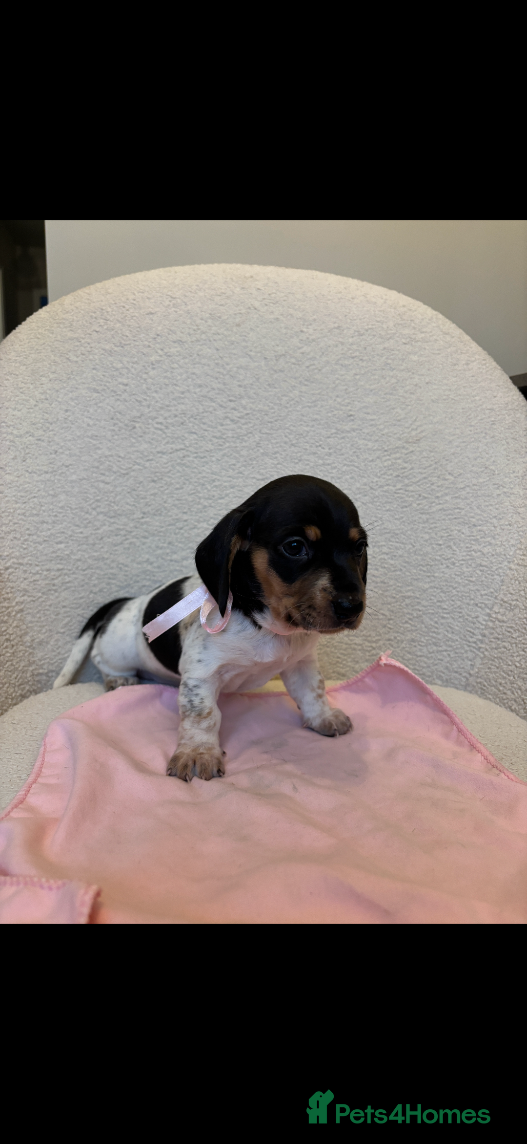 Miniature Dachshund dogs for sale: Mini baby dachshunds  - Advert 3