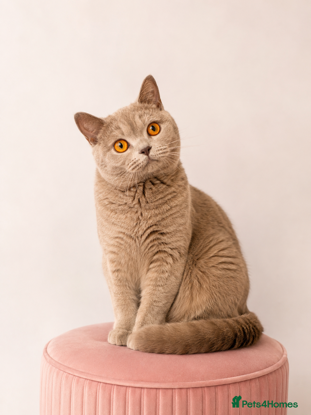 British Shorthair cats Luxury British Shorthair chocolate kittens 🤎✨ - Advert 2
