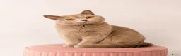 British Shorthair cats for sale: Luxury British Shorthair chocolate kittens 🤎✨ in Watford - Advert 2