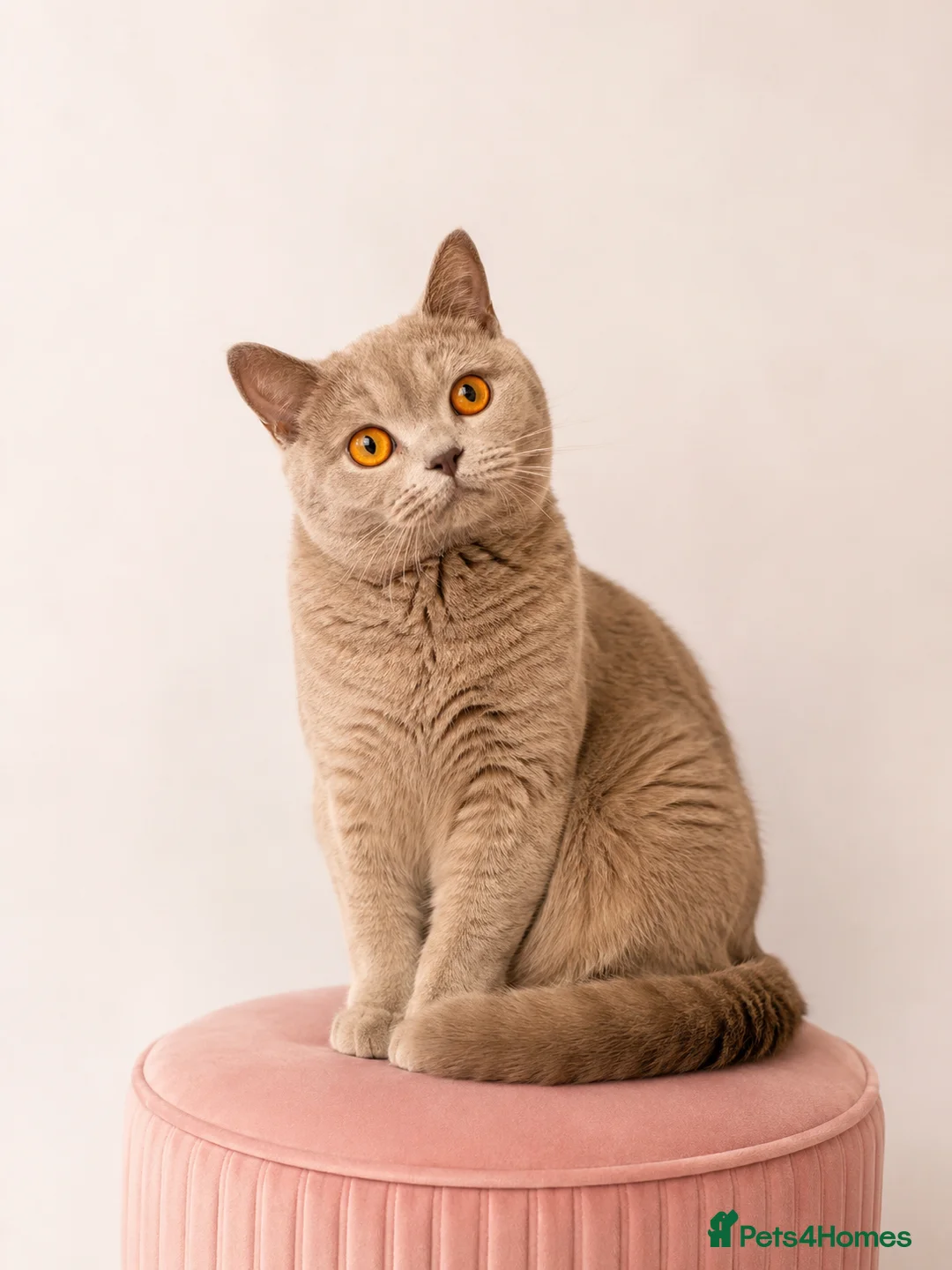 British Shorthair cats for sale: Luxury British Shorthair chocolate kittens 🤎✨ in Watford - Advert 2