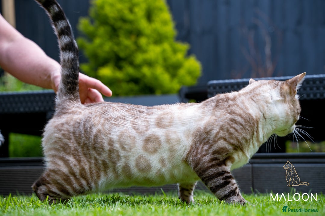 Bengal cats for sale: Majestic Blue-eyed Snow Bengal-TICA-Champion line - Image 16