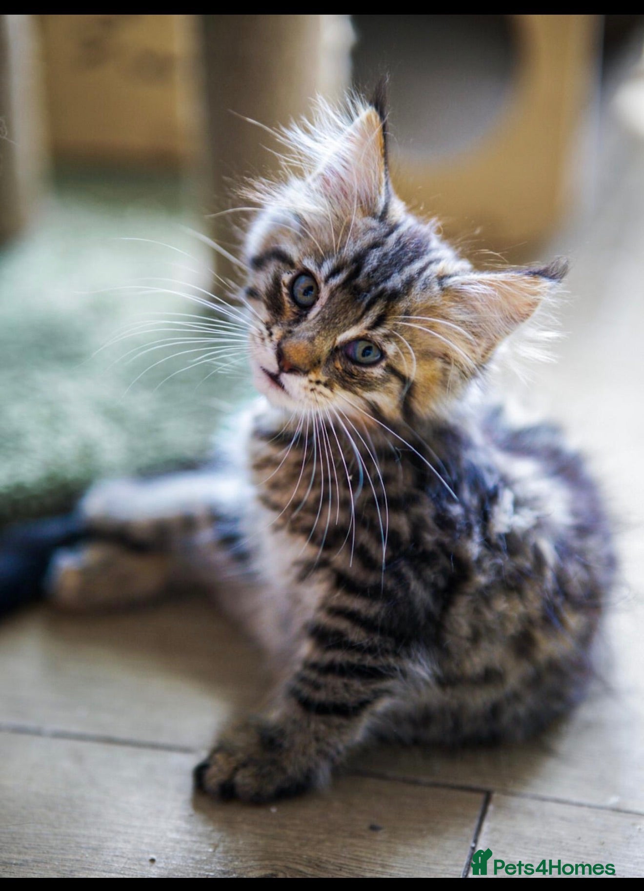 Maine Coon cats Stunning Mainecoon kittens ready now 1 boy 2girls  - Advert 8
