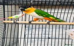 Parrots birds for sale: Male black headed caique for sale  - Image 7