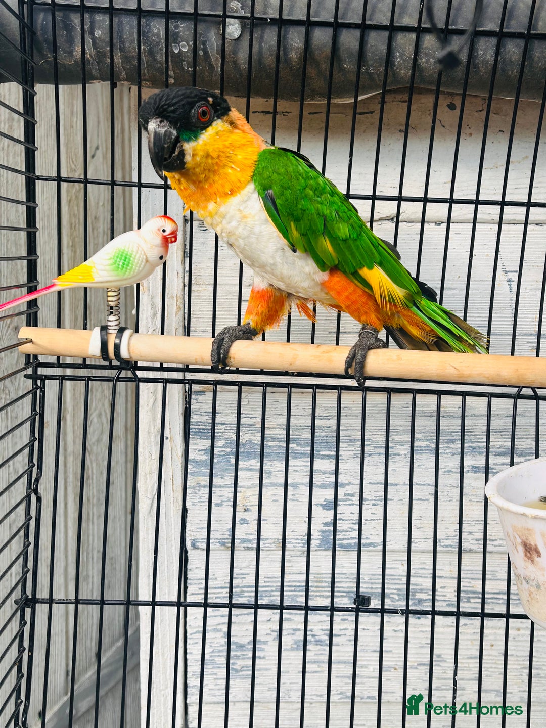Parrots birds for sale: Male black headed caique for sale  - Image 7