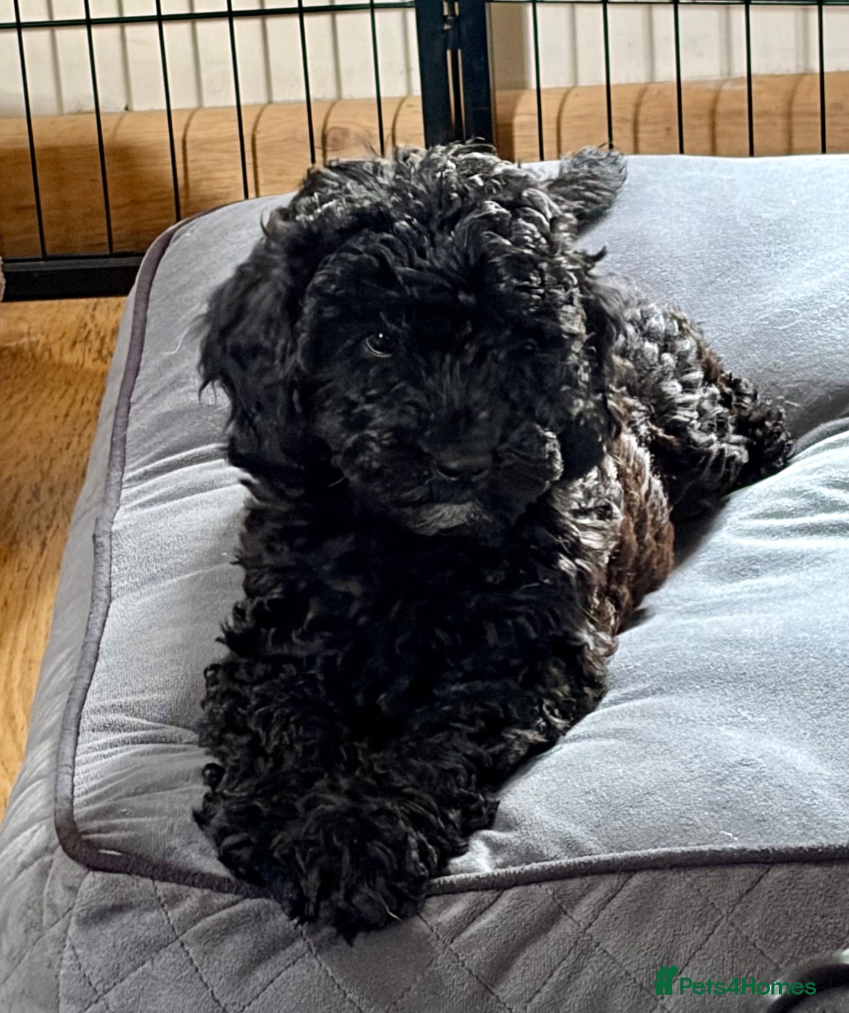 Cockapoo dogs Beautiful female F1B cockapoo - READY NOW - Advert 1
