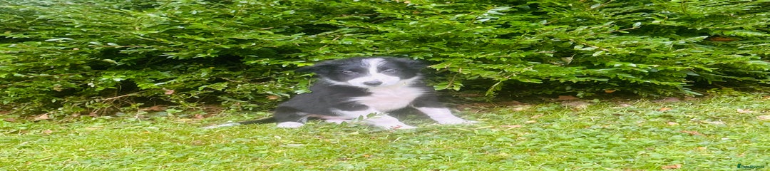 Border Collie Puppy 3