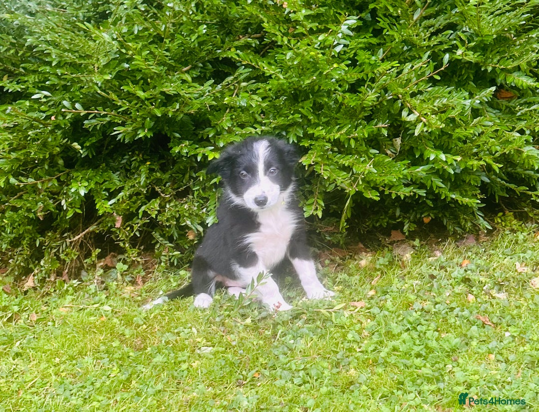 Border Collie dogs for sale: Gorgeous Collie pups - Image 5