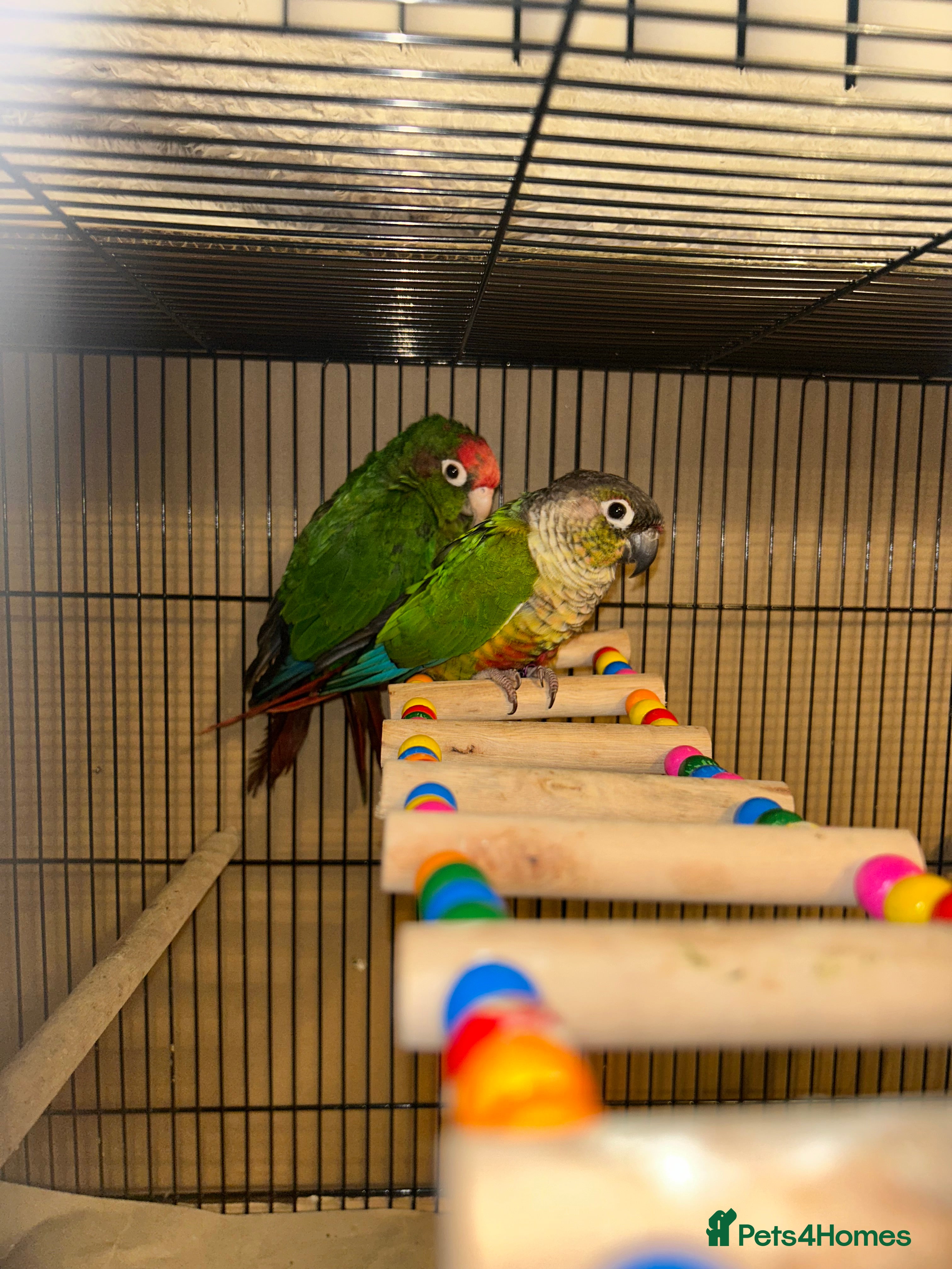 Budgerigars birds Beautiful Green cheek conure for sale!!  - Advert 8