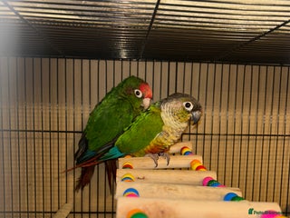 Budgerigars birds - Advert 31