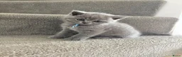 British Shorthair cats for sale: BSH kittens in Camborne - Advert 4