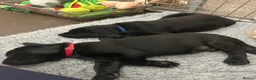 Labrador Retriever dogs for sale: Beautiful Black Labrador Puppies for Sale - Advert 5